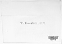 Hygrocybe conica image